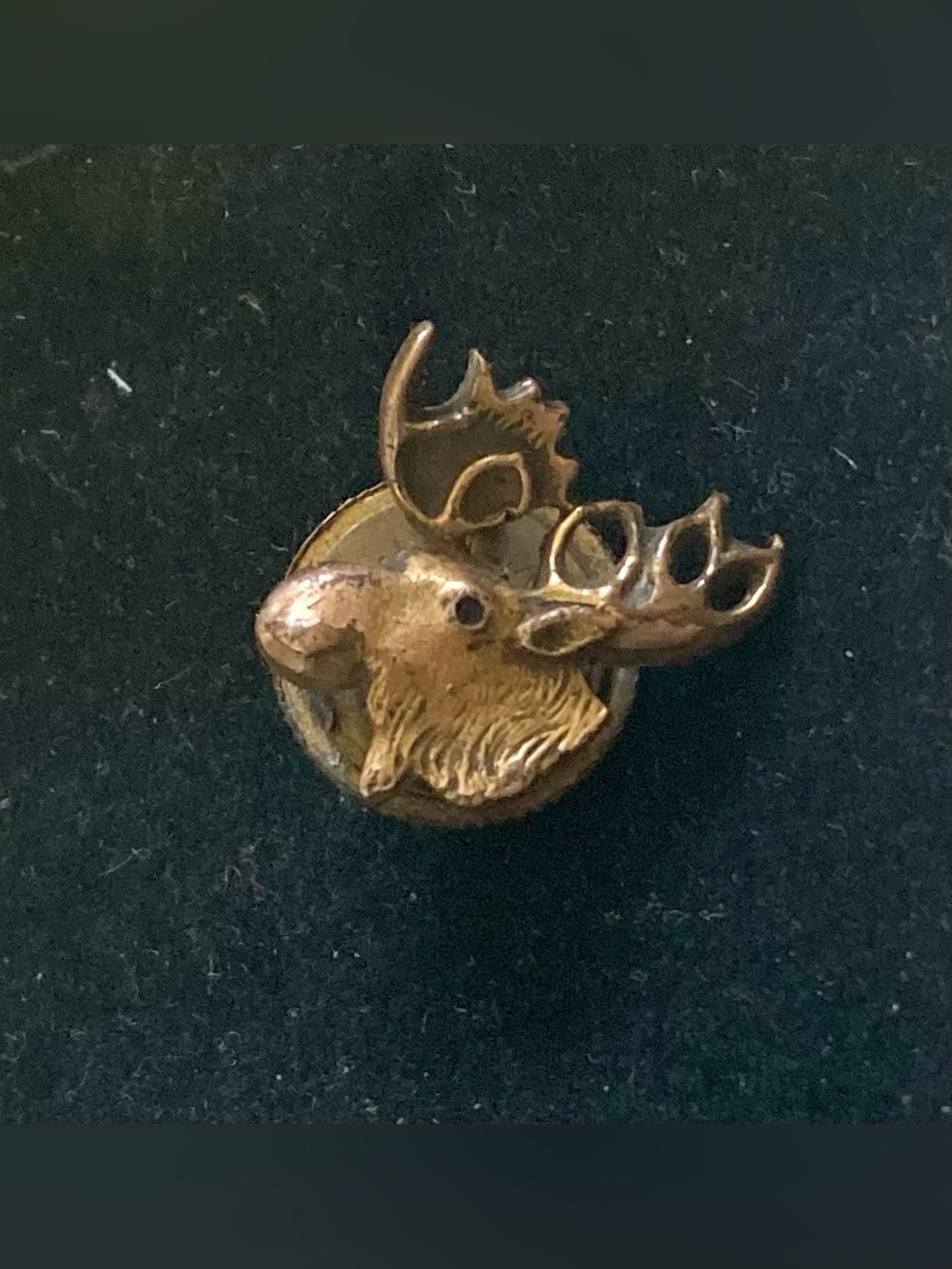 Vintage Moose Head Pin in Antique Gold: LOOM Screw In Pin